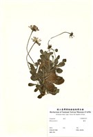 藏品(雛菊)的圖片